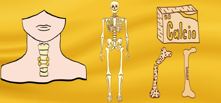 metabolismo mineral y óseo